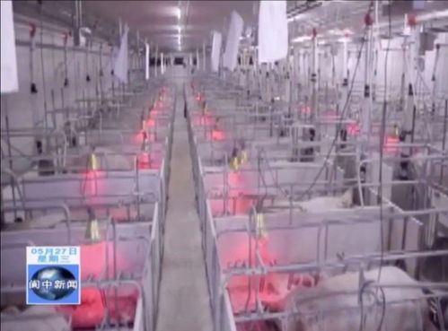 年出欄80萬頭生豬養殖、屠宰及豬肉制品精深加工產業項目落地我市，助力煤炭及制品銷售升級